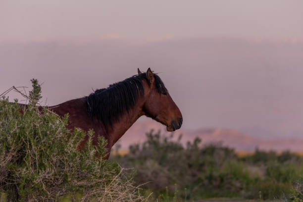 istock Wild Horse Stallion at Dawn 1151193392