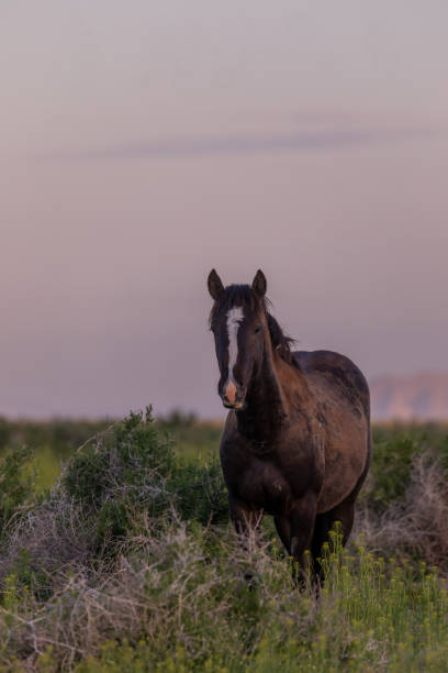 istock Wild Horse Stallion at Dawn 1151193394