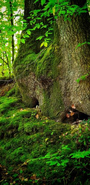 istock Centennial tree with remarkable appearance in the Normandy forest. 1151193428