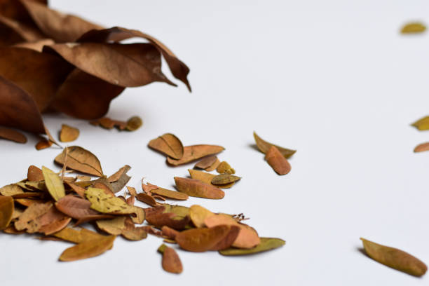 Autumn Leaves isolated on white background - Place For Your Design Text