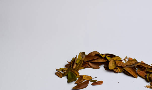 istock Autumn Leaves isolated on white background - Place For Your Design Text 1151194938