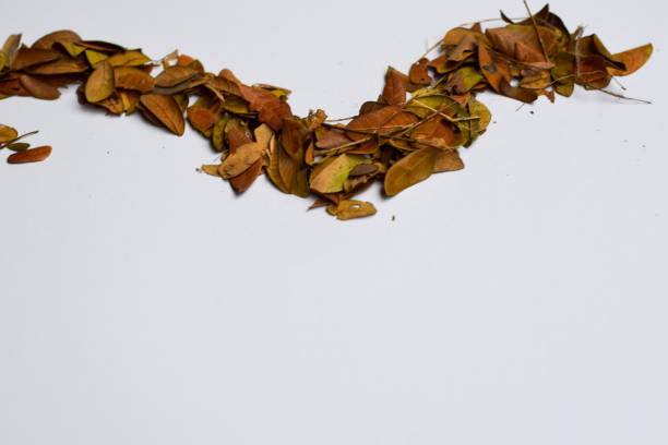 istock Autumn Leaves isolated on white background - Place For Your Design Text 1151194939