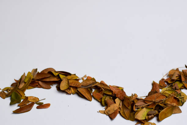 istock Autumn Leaves isolated on white background - Place For Your Design Text 1151194944