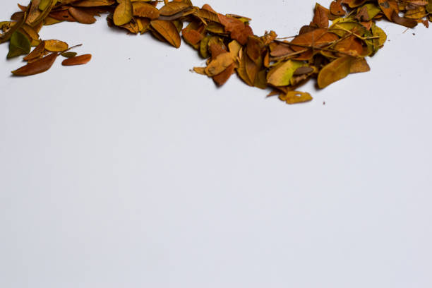 istock Autumn Leaves isolated on white background - Place For Your Design Text 1151195026