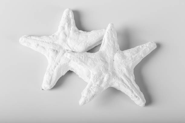 istock decorational sea shells isolated over the white background 1151195166