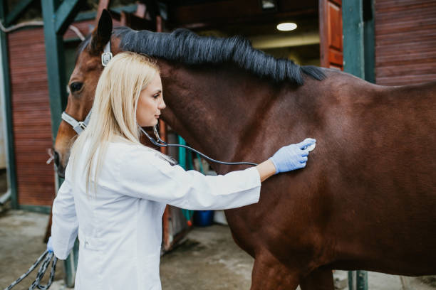 istock Veterinarian with horse 1151195174