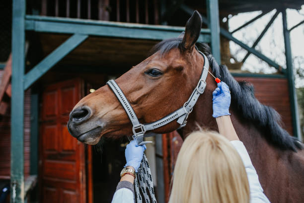 istock Veterinarian with horse 1151195186