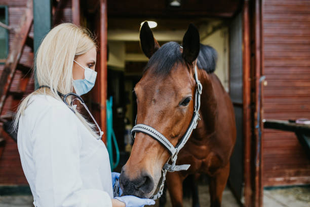 istock Veterinarian with horse 1151195231