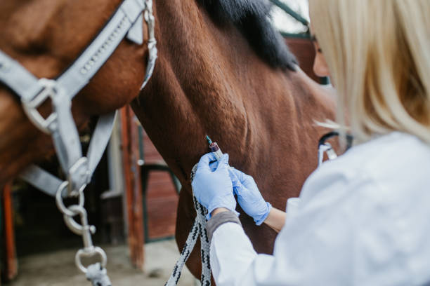 istock Veterinarian with horse 1151195306