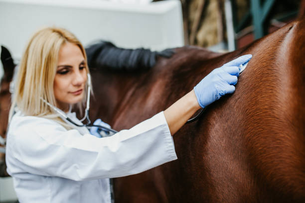 istock Veterinarian with horse 1151195313