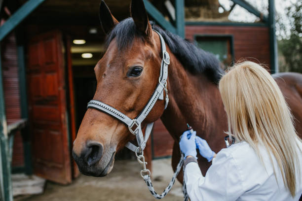 istock Veterinarian with horse 1151195331