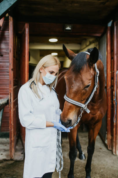 Veterinarian with horse Beautiful blonde woman veterinary checking horse health vet treating horse stock pictures, royalty-free photos & images