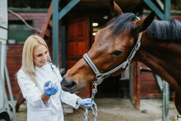 istock Veterinarian with horse 1151195954