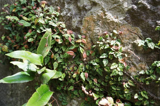 istock Green Plant Naturally on Stone Wall 1151196581