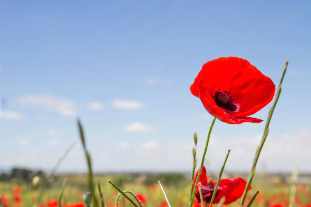 istock Wild red poppy flower close up 1151197578