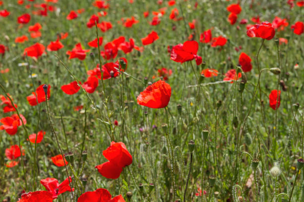 istock Red poppies and green grass 1151197585
