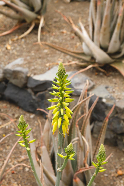 istock Aloe vera yellow flowers blooming 1151197990
