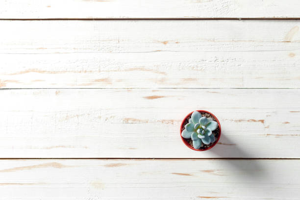 istock Potted plants on white wood 1151198286