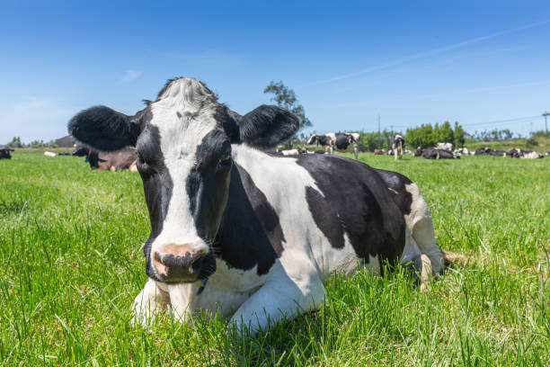istock Friesian holstein dairy cow lying on green grass. 1151198379