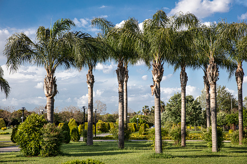 Palm trees in Antalya, Turkey
