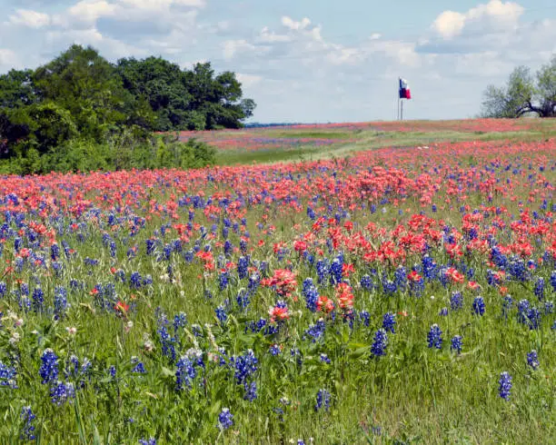 Red White and Blue Meadow matches Texas Flag in the wind.