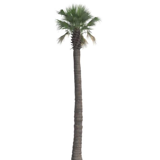 istock Palm Tree 3d illustration isolated on the white background 1151200120