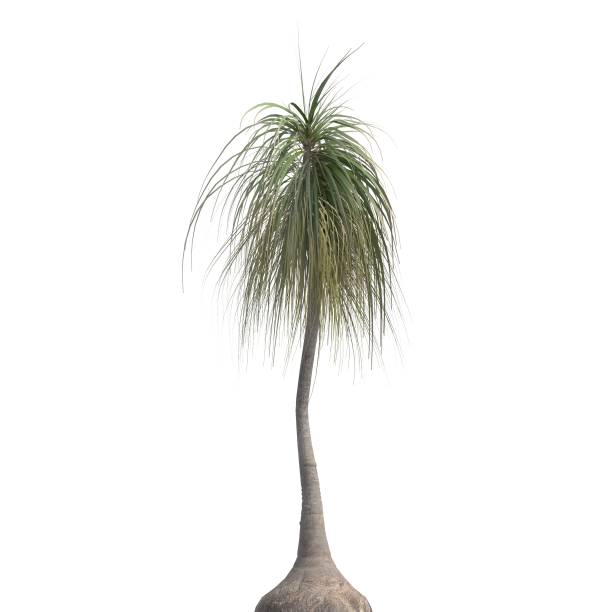 istock Palm Tree 3d illustration isolated on the white background 1151200156