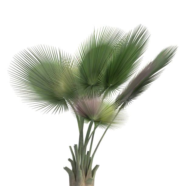 istock Palm Tree 3d illustration isolated on the white background 1151200213