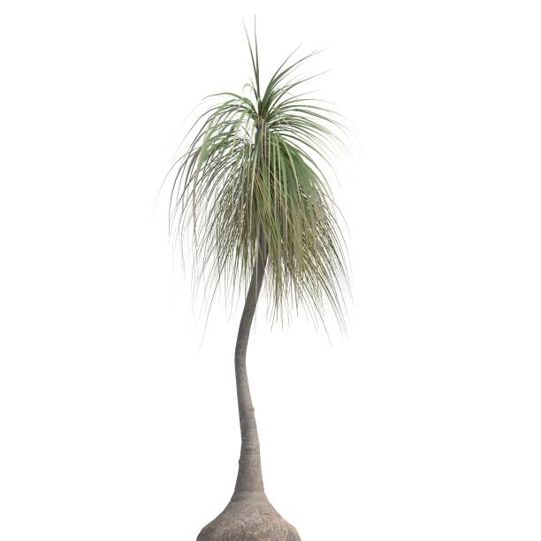 istock Palm Tree 3d illustration isolated on the white background 1151200260