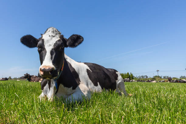 istock Friesian holstein dairy cow lying on green grass. 1151200299