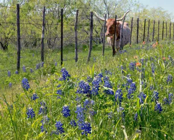 Photo of Against the fence with Horns and Texas Wildflowers