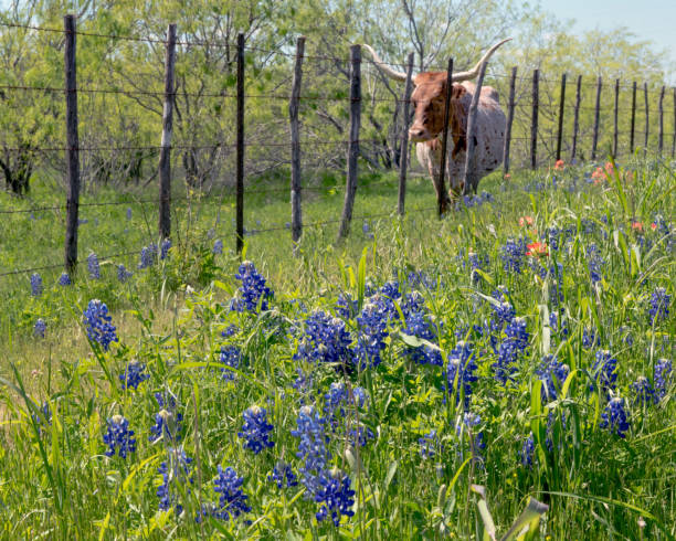 against the fence with horns and texas wildflowers - barbed wire rural scene wooden post fence imagens e fotografias de stock