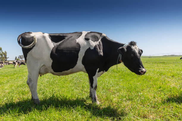istock Friesian holstein dairy cow on green grass. 1151200817