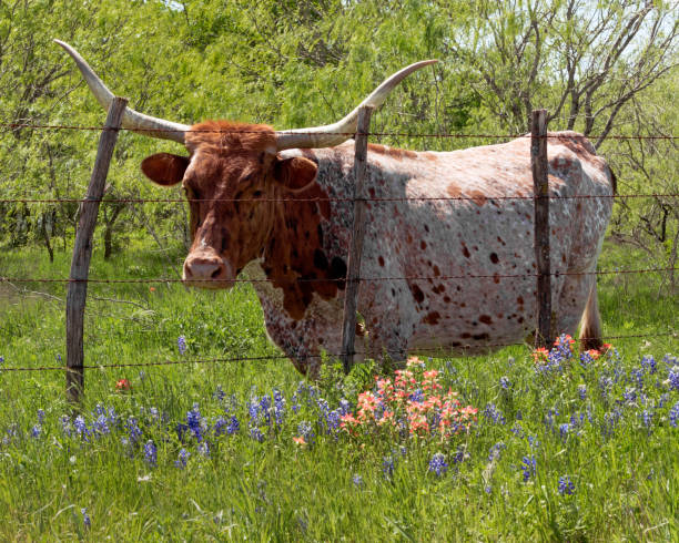 istock Steer Poses with Bluebonnets and Indian Paintbrush 1151201426