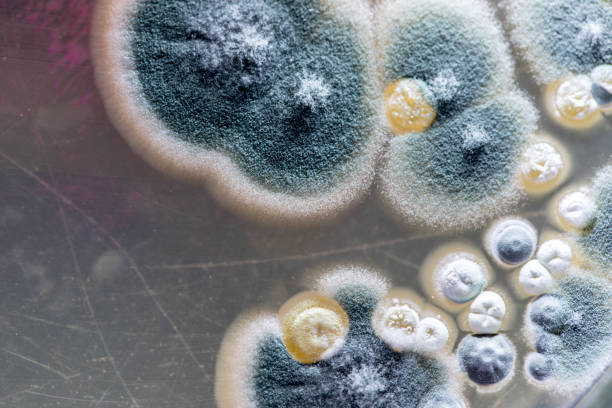 molde hermoso, colonia de las características del hongo (molde) en la placa media de la cultura de la microbiología del laboratorio. - amoldar fotografías e imágenes de stock