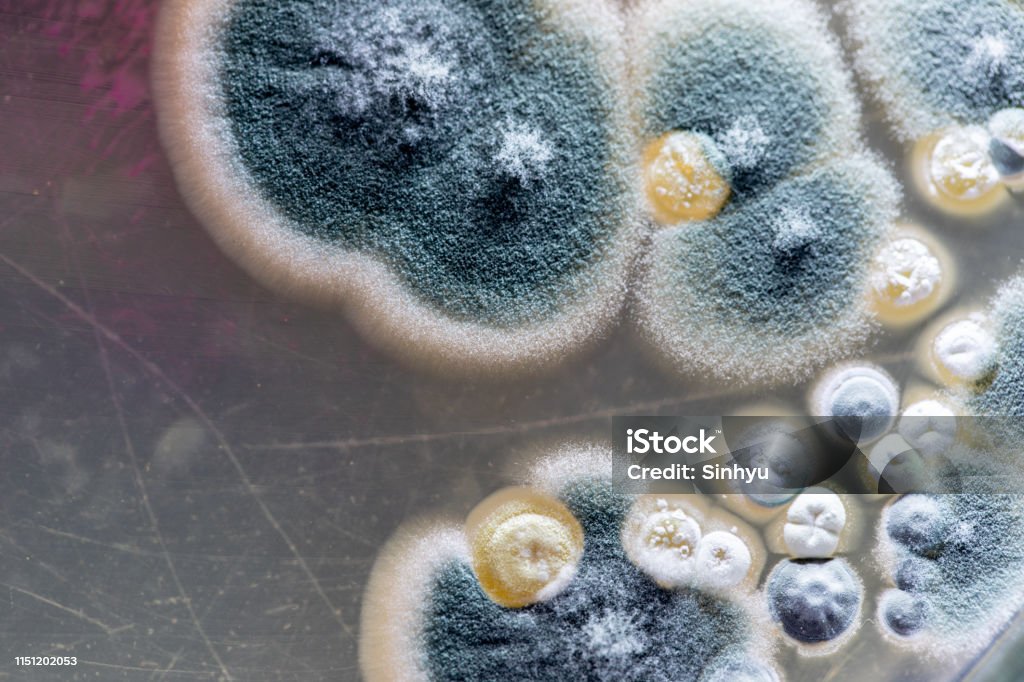 Mold Beautiful, Colony of Characteristics of Fungus (Mold) in culture medium plate from laboratory microbiology. Fungal Mold Stock Photo