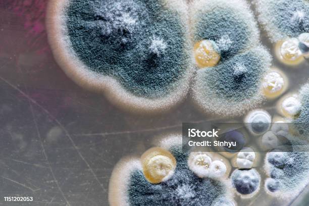 Mold Beautiful Colony Of Characteristics Of Fungus In Culture Medium Plate From Laboratory Microbiology Stock Photo - Download Image Now