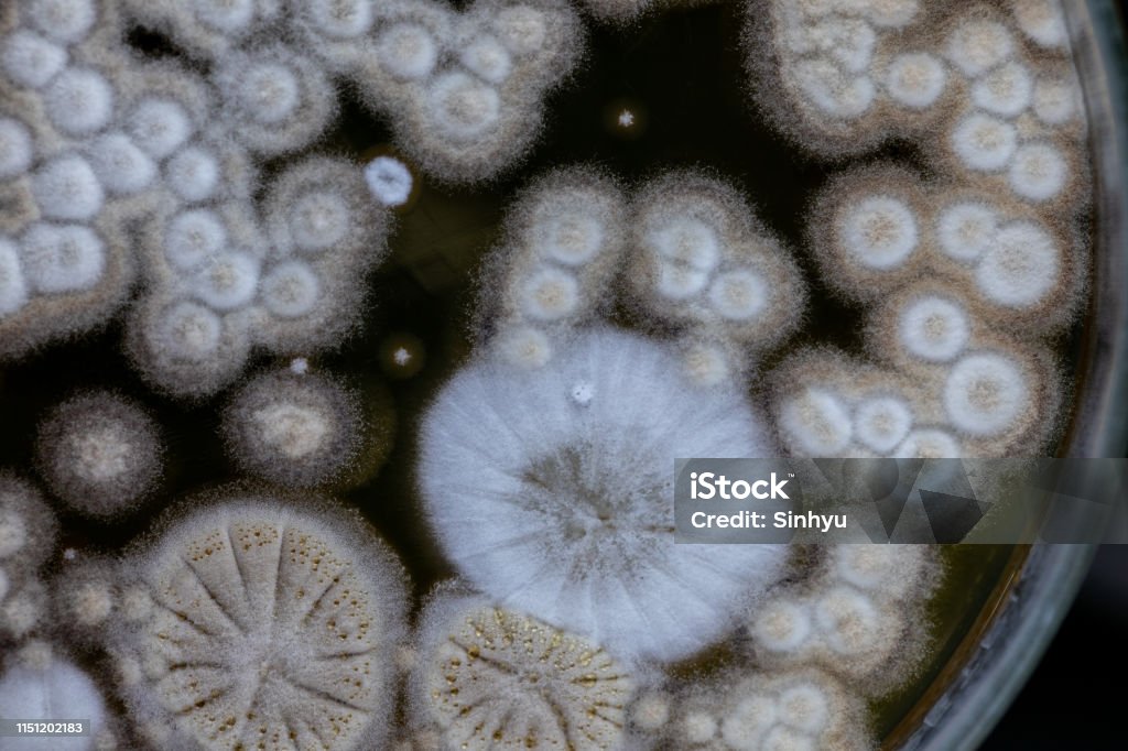 Mold Beautiful, Colony of Characteristics of Fungus (Mold) in culture medium plate from laboratory microbiology. Aspergillus Fumigatus Stock Photo