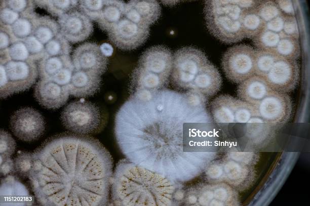 Mold Beautiful Colony Of Characteristics Of Fungus In Culture Medium Plate From Laboratory Microbiology Stock Photo - Download Image Now