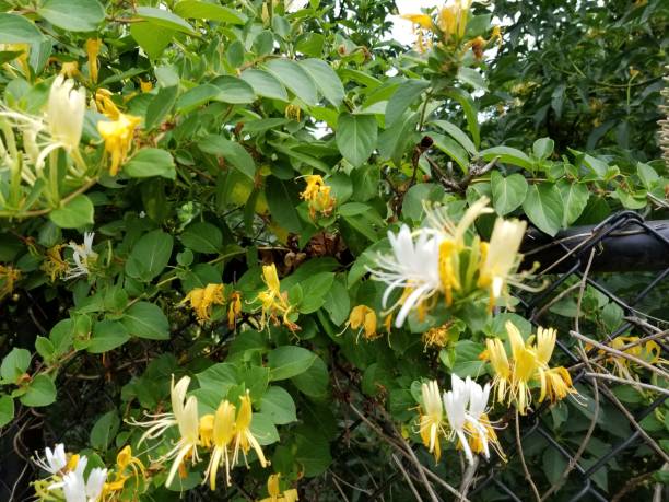 istock Lonicera Japonica 1151202303