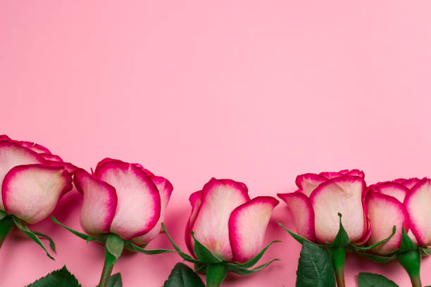 istock pink roses frame  on a pink background with place for text 1151202750