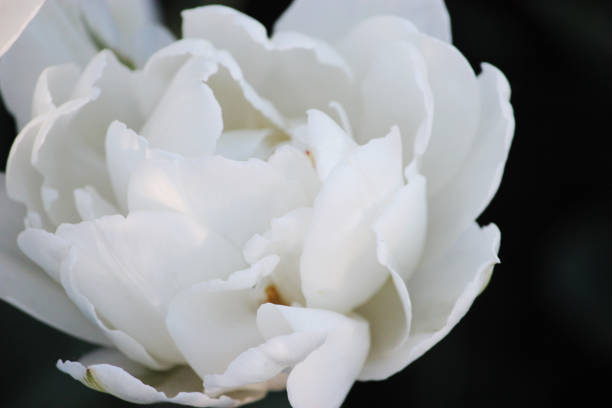 istock Beauty the blooming white tulips in the spring, macro 1151204582