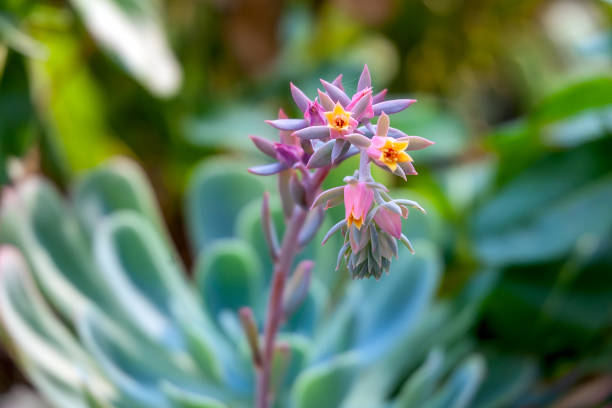 The beautiful blossom of Crassulaceae - Echeveria