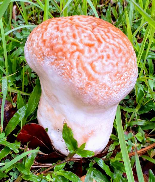 istock Huge mushroom in Malaysia 1151207393