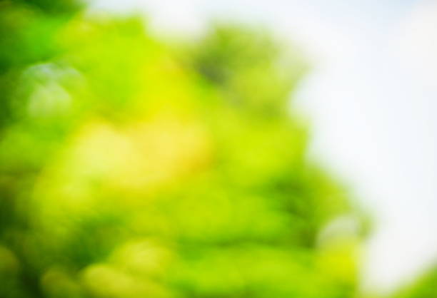 istock Fresh green leaves in springtime 1151207530