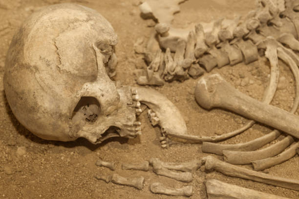 istock ancient human skeleton. history of antiquitie 1151207845