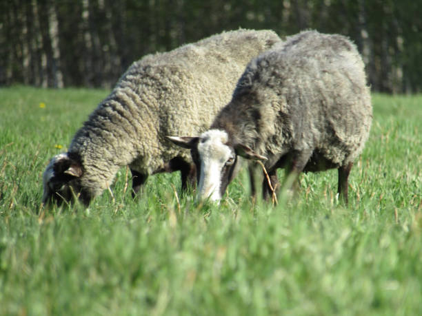 two curly sheep walk around the field and eat grass