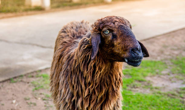 istock Sheep in farm on sunshine. happy holiday. 1151208865