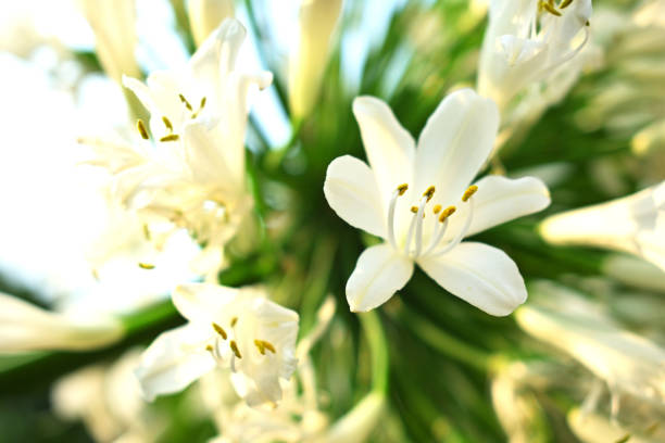 istock white flower of agapanthus 1151208880