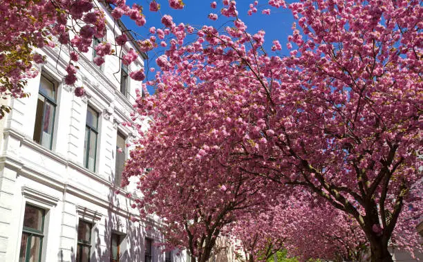 Bonn, Germany - April 18, 2018: Beautiful cherry blossom in Bonn, Heerstraße, Germany, under a blue sky.  A natural spectacle in pink color which attracts many people coming even from far away.